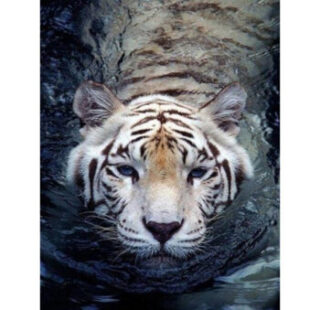 MKAZ191 Набор алмазный «Тигр в воде»