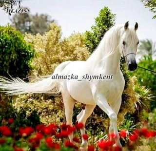 MKAZ580 Набор алмазный «Резвый белый конь»