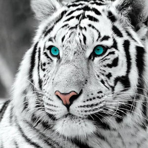 MKAZ624 Набор алмазный «Белый тигр»