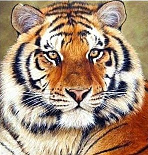 MKAZ656 Набор алмазный  «Важный тигр»