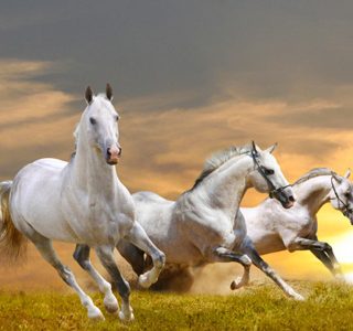 MKAZ695 Набор алмазный «Табун лошадей»