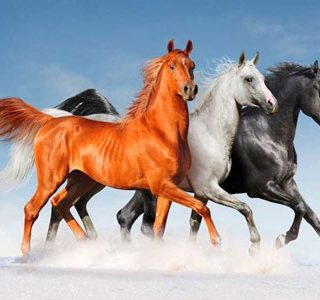 MKAZ898 Набор алмазный «Бегущие лошади»